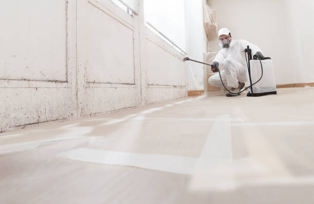 Black mold remediation team in Saint James City